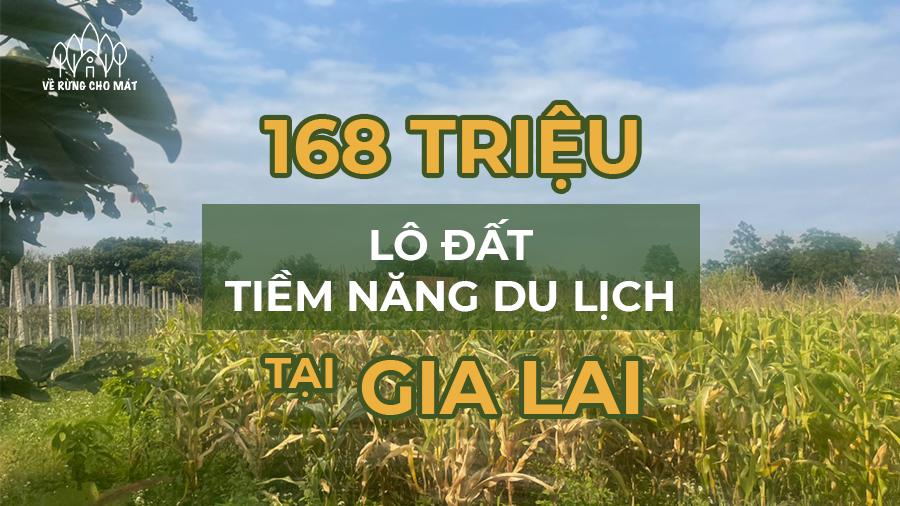 CHỈ 168 TRIỆU - LÔ ĐẤT ĐẦU TƯ DU LỊCH TIỀM NĂNG NGAY TẠI GIA LAI