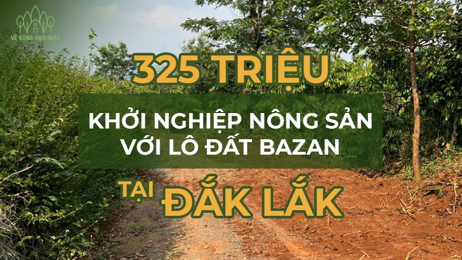 CHỈ 325 TRIỆU - KHỞI NGHIỆP NÔNG SẢN VỚI LÔ ĐẤT BAZAN TẠI ĐẮK LẮK